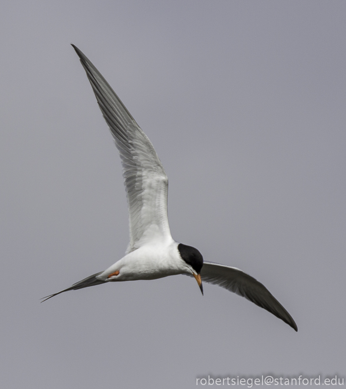 forster's tern